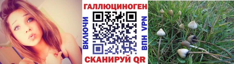 Галлюциногенные грибы GOLDEN TEACHER  Купить  Дедовск 